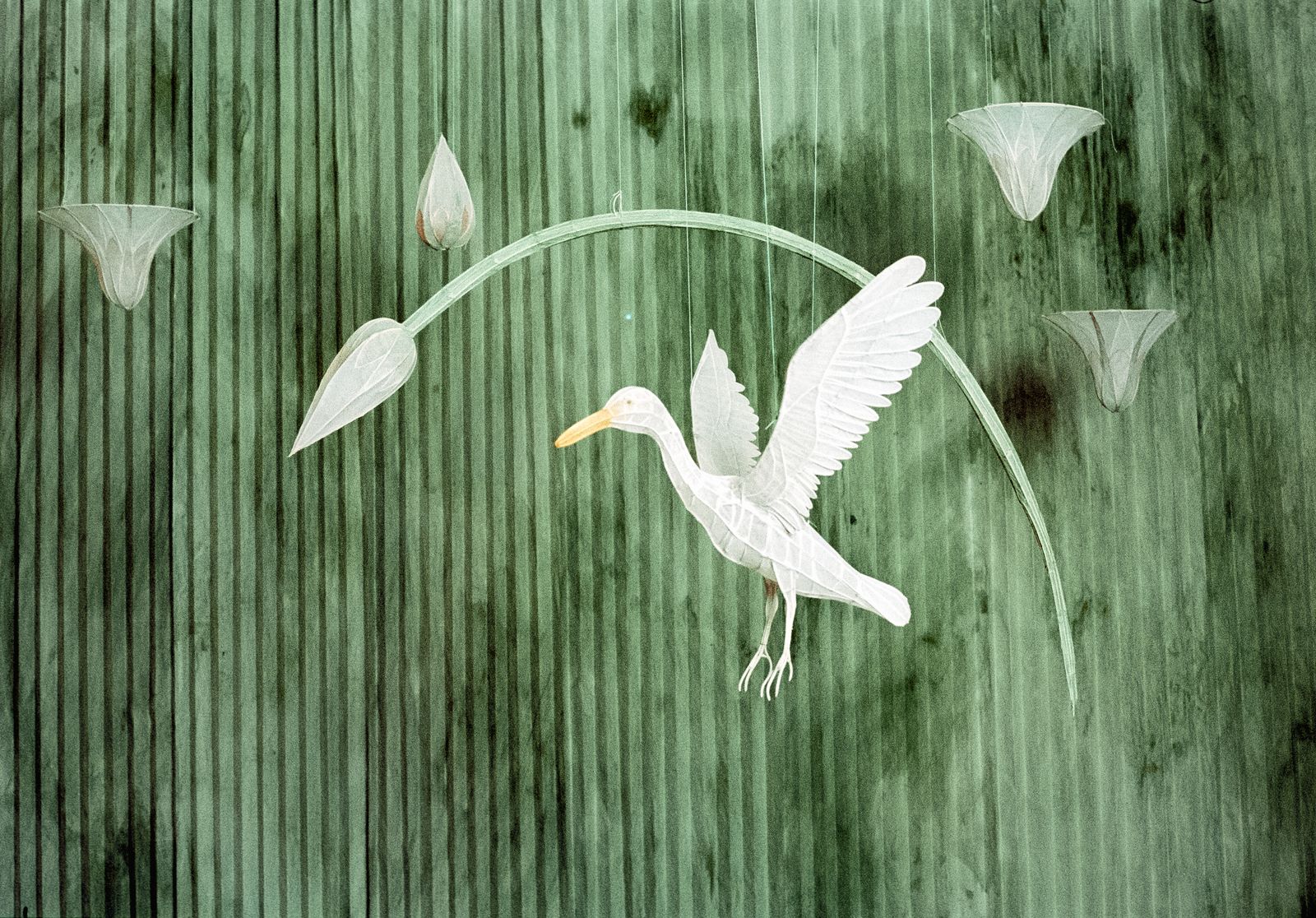 Anut Collection — frame 14