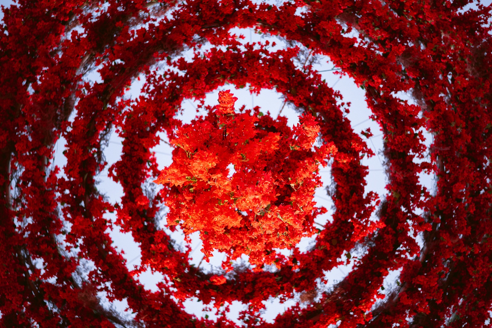 Red is Love — frame 12